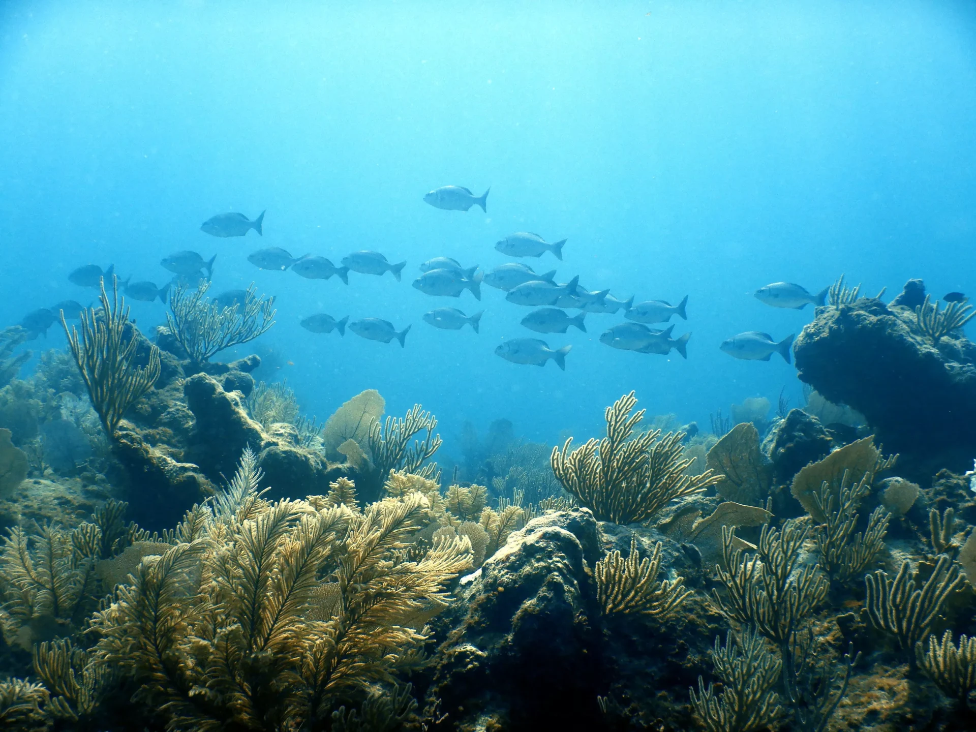 Enjoy the reef marine life